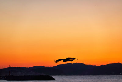 Silhouette bird flying over sea against orange sky