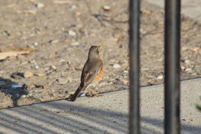 Bird perching on a fence