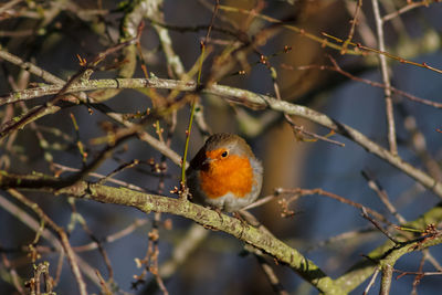 Close-up of bird perching on branch