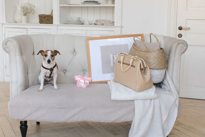 Little doggy on the couch with a retro suitcase