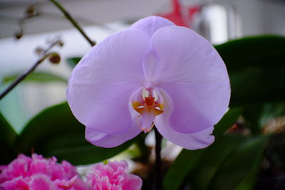 Close-up of pink flowering plant