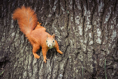 Close-up of squirrel on tree trunk