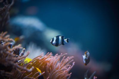 Close-up of fish swimming in sea