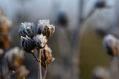 Close-up of wilted plant during winter