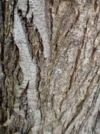 Full frame shot of tree trunk