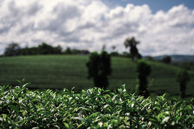 Plants growing on field against sky