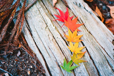 High angle view of orange maple leaves on wood