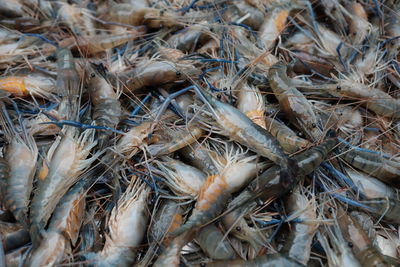 High angle view of dried for sale at market