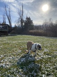 Dog standing on field against sky