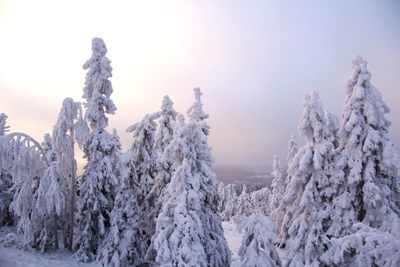 Snow covered land and trees against sky