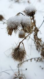 Close-up of plant against sky