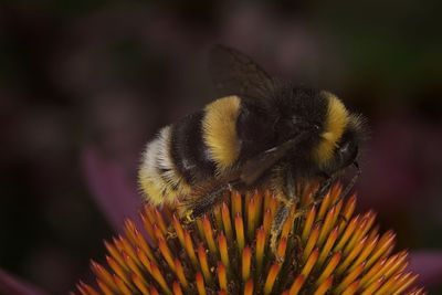 Close-up of bee pollinating on flower