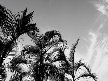 Low angle view of palm tree against clear sky