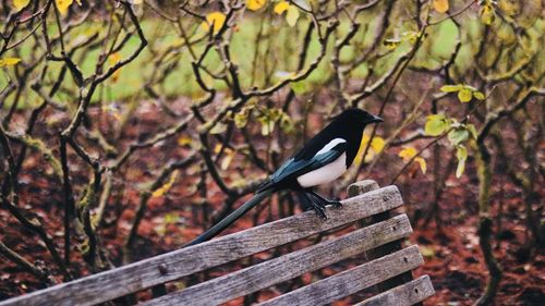 Bird perching on a tree