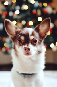 Close-up portrait of dog