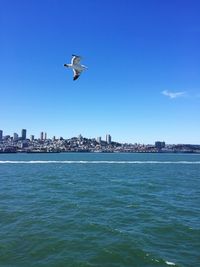 Seagulls flying over sea in city