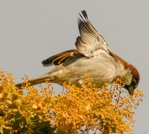 Low angle view of bird perching on plant against sky