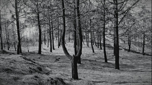 Bare trees on field in forest