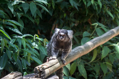 Close-up of monkey on tree