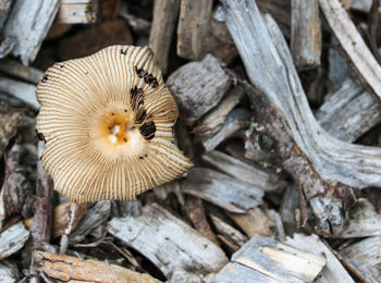 Close-up of snake on wood