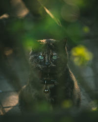 Portrait of cat on leaf