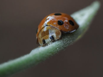 Close-up of ladybug