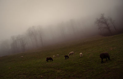 Flock of sheep in a field
