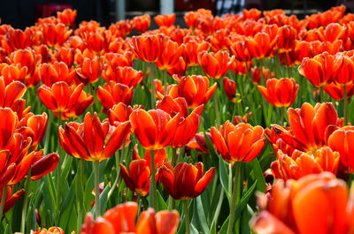 Close-up of orange tulips blooming in field