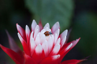 Red and white bromeliad flower with a convergent lady beetle called ladybug hippodamia convergens