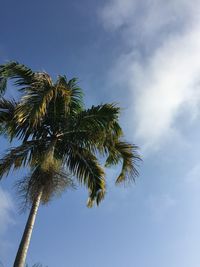 Low angle view of palm tree against sky