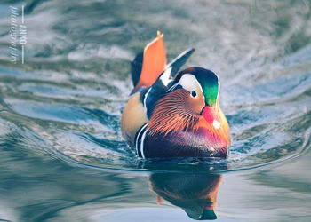 Close-up of duck swimming in lake