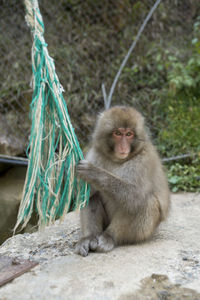Close-up of monkey sitting outdoors