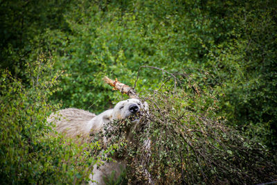 Lion relaxing on land