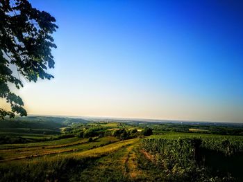 Scenic view of field against clear blue sky