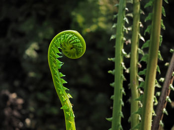 Close-up of fern plant