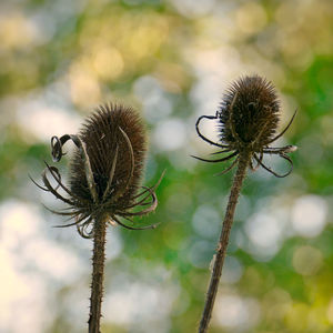 Close-up of dried thistle against blurred background