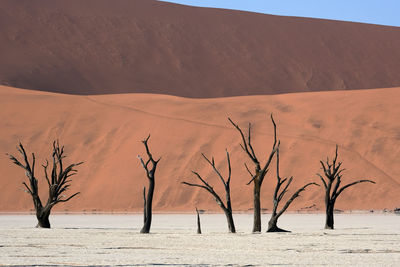 Bare trees on sand dune