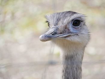 Close-up portrait of a bird