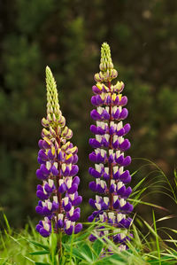 Close-up of purple flowering plant on field