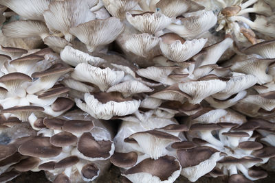 Full frame shot of mushrooms