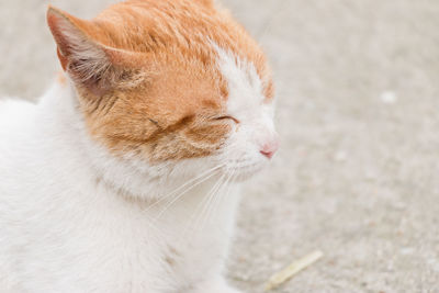 Close-up of cat on street