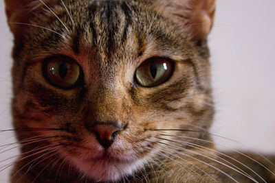 Close-up portrait of cat