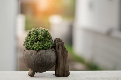 Close-up of potted plant on table