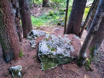 Moss growing on tree trunk in forest