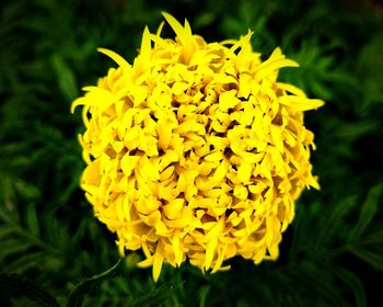 Close-up of yellow flower