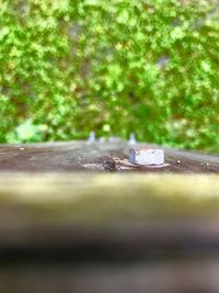 Close-up of water on tree