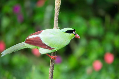 Close-up of bird perching on leaf