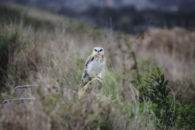 Close-up of bird against blurred background