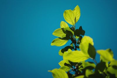 Low angle view of flowering plant against blue sky