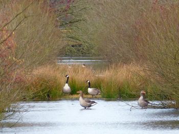 View of birds on grass